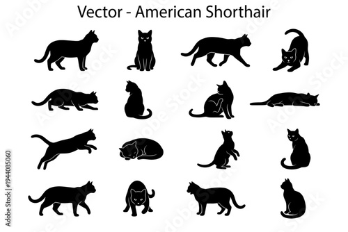 American Shorthair cat silhouettes. Vector collection of cat silhouettes in different poses. 