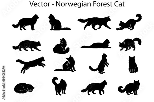 Norwegian Forest cat silhouettes. Vector collection of cat silhouettes in different poses. 