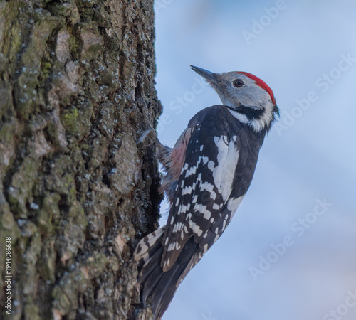red woodpecker on a tree