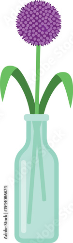 Minimalist vector illustration of purple allium flower in glass vase isolated on white background