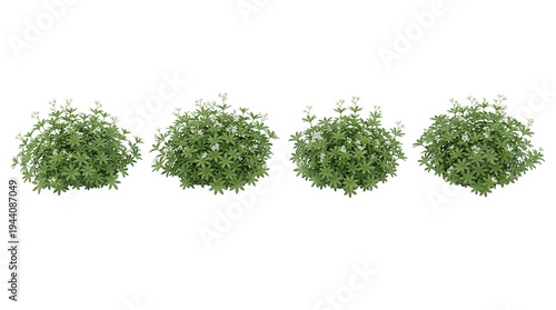 Galium odoratum, Sweet woodruff, Groundcover, Isolated, Plant, Herb, Foliage collection featuring four flowering bushes on a black background for professional garden design.