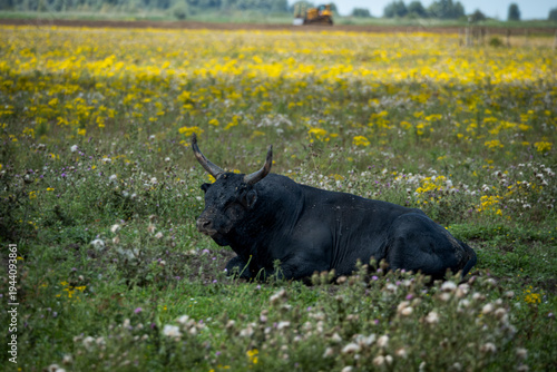 Impressive Heck cattle bull standing confidently in a colorful meadow filled with yellow wildflowers under natural daylight. The dark muscular body and strong curved horns reflect the primitive