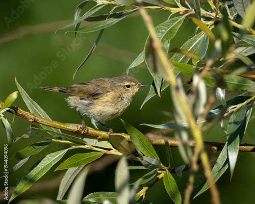 Delicate small songbird resting on a slender willow branch surrounded by fresh green leaves in natural daylight. The soft background blur highlights the subtle brown and yellow plumage and fragile