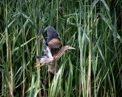 Little bittern in active take off among tall green reeds in a wetland habitat. The compact heron shows distinctive streaked plumage and spread wings while lifting from dense marsh vegetation. Captured