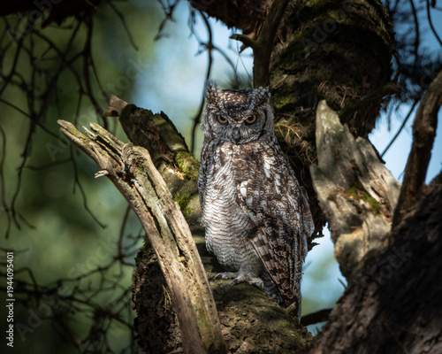 Eurasian Eagle Owl perched on a thick tree trunk in a natural woodland environment. The large owl shows striking orange eyes, prominent ear tufts and finely patterned brown and gray plumage, perfectly