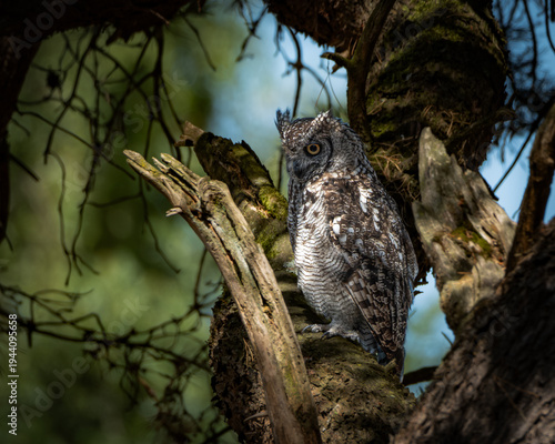 Eurasian Eagle Owl perched on a thick tree trunk in a natural woodland environment. The large owl shows striking orange eyes, prominent ear tufts and finely patterned brown and gray plumage, perfectly