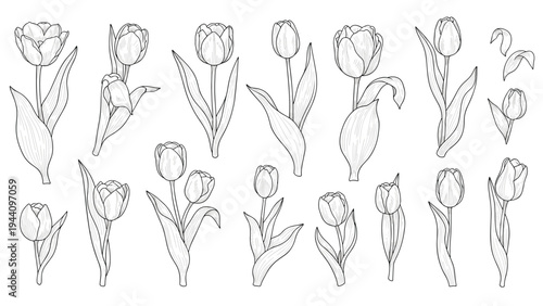 Large collection of various tulip flower sketches showing different angles and growth stages in detailed black and white line art.