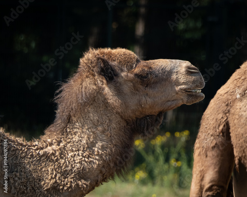 Detailed close up of a dromedary camel with thick curly brown fur and distinctive elongated muzzle, photographed in natural daylight. The animal is captured in a calm outdoor environment with soft