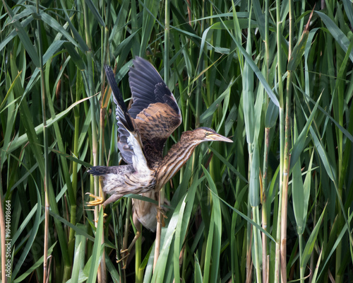 Little bittern in active take off among tall green reeds in a wetland habitat. The compact heron shows distinctive streaked plumage and spread wings while lifting from dense marsh vegetation. Captured