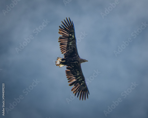 Impressive white tailed eagle in full flight with wings widely spread, captured against a soft blue sky with subtle cloud texture. The powerful wingspan and distinctive silhouette highlight the
