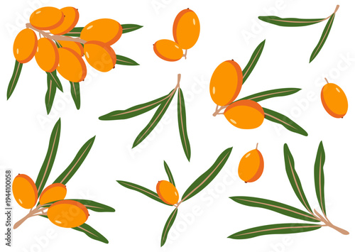 Sea buckthorn set with orange berries, green leaves and branches, fresh flat style on white background. For tea labels, packaging, healthy products.