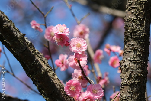 青空と紅梅　早春の風景
