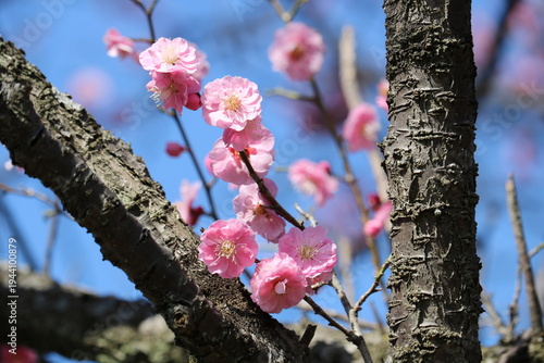 青空と紅梅　早春の風景