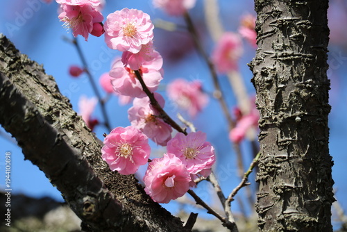 青空と紅梅　早春の風景
