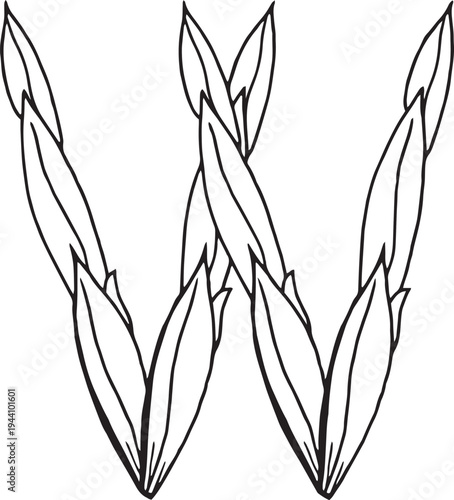 eps Doodle style letter W drawn with tea leaves. Hand drawn black line art, simple sketch, raw tea leaves arranged in shape of W, organic texture, white background