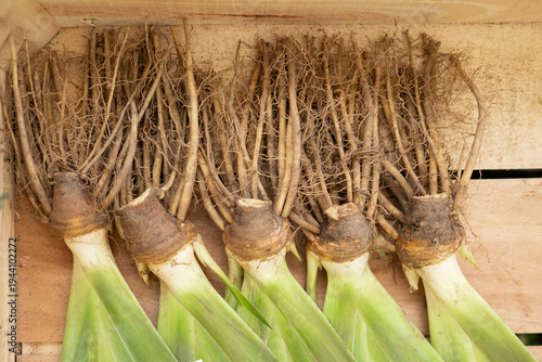 Photos Bare root iris rhizomes arranged inside rustic wooden crate display