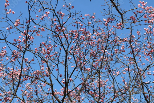 青空と紅梅　早春の風景