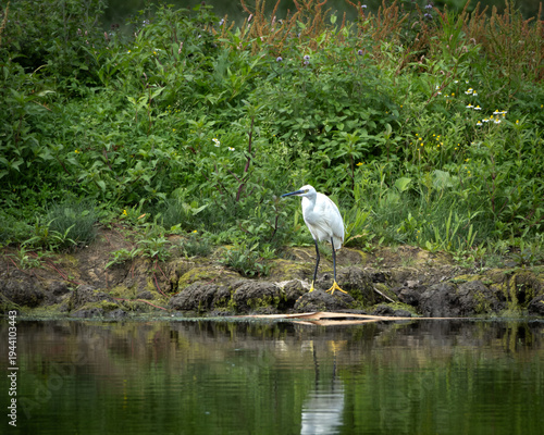 Elegant little egret standing on a moss covered riverbank surrounded by lush green vegetation, reflected softly in the calm water surface. The bright white plumage contrasts beautifully with the deep
