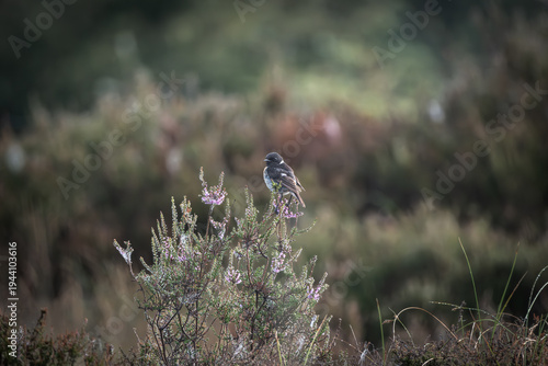 European stonechat resting on flowering heather in a natural heathland setting, captured in warm soft light with a smooth blurred background. The contrasting dark head and pale chest stand out against