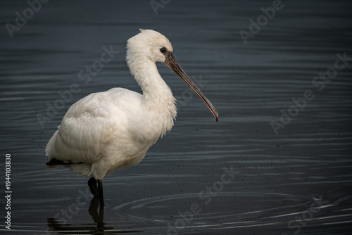 Elegant Eurasian spoonbill standing in shallow calm water, captured in soft natural light with a clear reflection on the rippled surface. The white plumage contrasts beautifully with the dark water