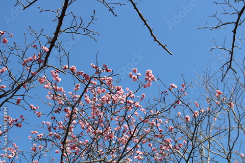 青空と紅梅　早春の風景