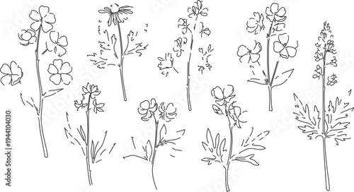  Hand-Drawn Wildflower and Botanical Plant Line Art Vector Illustrations for Nature-Inspired Designs and Organic Graphics