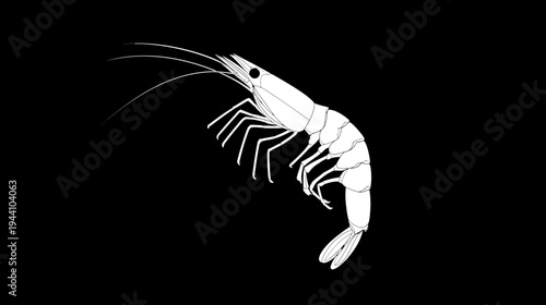 Detailed white line art illustration of a shrimp or prawn, isolated on a solid black background. Marine life seafood concept.