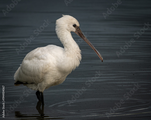 Elegant Eurasian spoonbill standing in shallow calm water, captured in soft natural light with a clear reflection on the rippled surface. The white plumage contrasts beautifully with the dark water