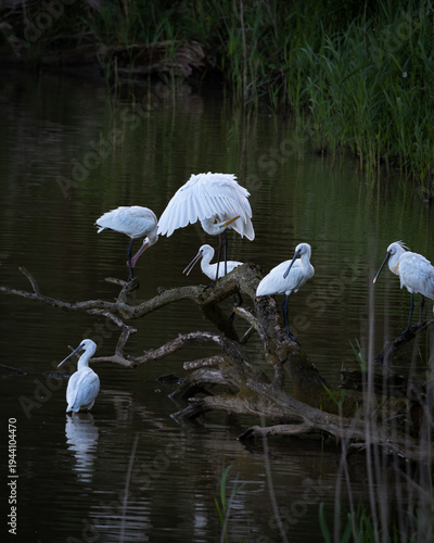 Serene scene of multiple Eurasian spoonbills standing and wading in calm shallow water during soft evening light. The elegant white plumage and distinctive spoon shaped bills are reflected in the
