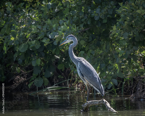 Grey Heron standing on a partially submerged branch in calm shallow water, surrounded by dense green riverside vegetation. The tall wading bird displays elegant grey plumage, long neck and sharp
