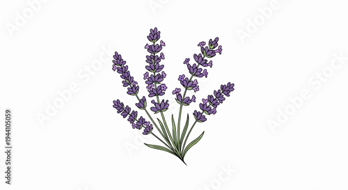 A stylized illustration of a bunch of blooming lavender flowers