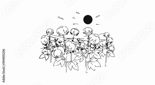 A stylized line drawing of a cotton field under a bright sun