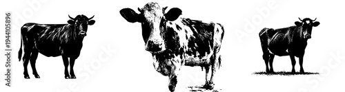 The Silent Bovine