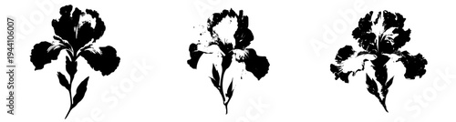 Mystical Silhouette of a Watercolor Iris Flower