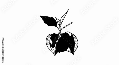 A simple, stylized black and white illustration of a plant branch with leaves and fruit