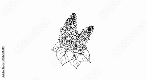 A detailed black and white line drawing of a flowering lilac branch