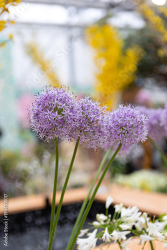 ornamental onions are blooming