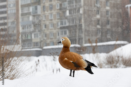 Wild duck under the snow
