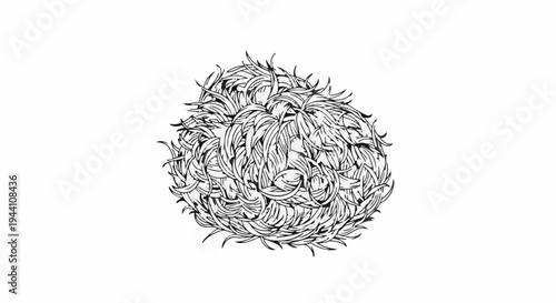 A detailed black and white ink drawing of a tightly curled animal