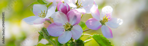 Apfelblühten im Frühling