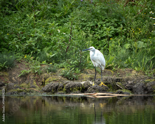 Elegant little egret standing on a moss covered riverbank surrounded by lush green vegetation, reflected softly in the calm water surface. The bright white plumage contrasts beautifully with the deep