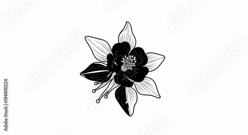 A detailed black and white drawing of a Columbine flower