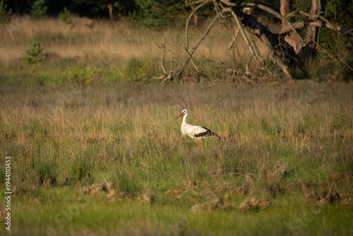 White Stork standing calmly in tall green and golden grass in an open meadow landscape. The elegant white bird with black wing accents and long red beak is captured in warm natural light with trees