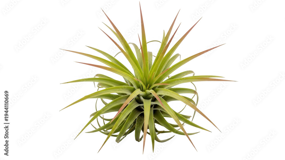 Fototapeta premium A close-up view of a vibrant green plant with long spiky leaves on a transparent background