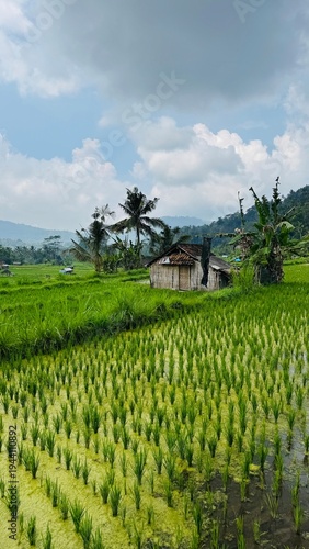 Rice terrace Bali
