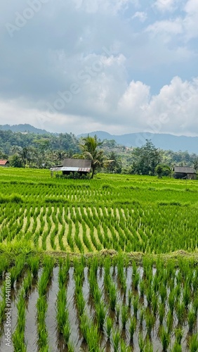 Rice terrace Bali