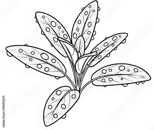 A detailed illustration of a leafy plant with dew drops, in black and white
