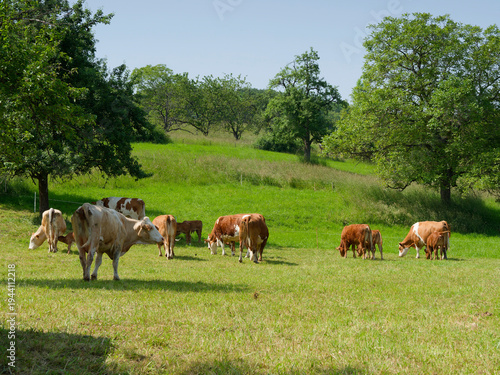 Tableau sur toile Troupeau de vaches allemandes, paraissant être des Vorderwälder au rameau pie ro