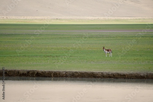 Photography wildlife in Ladakh india