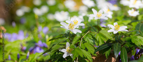 Buschwindröschen im Wald